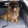 Amber the Leonberger showing off her new 5 Series boot liner