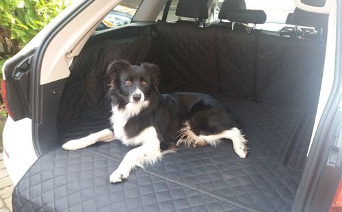 Fly - 18 month old Welsh Boarder Collie relaxing in his new boot liner